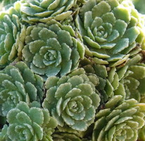 Saxifraga  'Lagraveana'